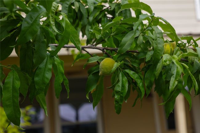 Peach tree | Image 23