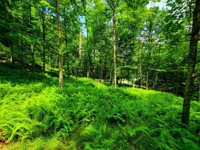 1730 Sinclair Rd, Home with 0 bedrooms, 0 bathrooms and null parking in Johnson VT | Image 16