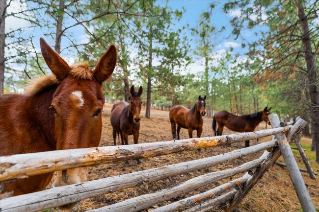 Pasture area | Image 41