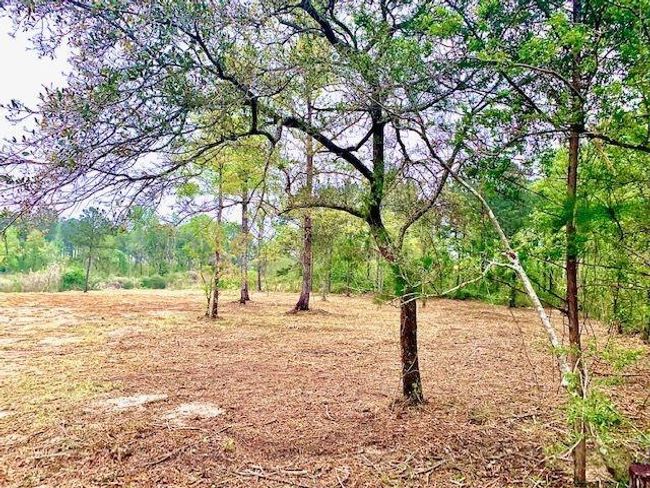 View of tree filled area | Image 4