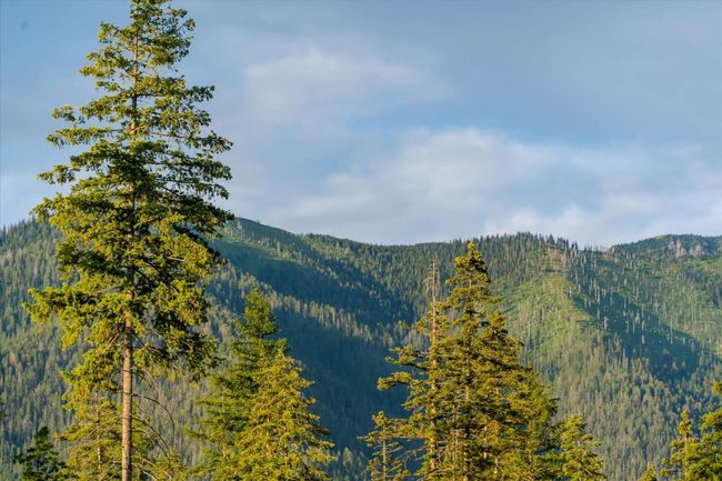 Mountain view with a forest | Image 41