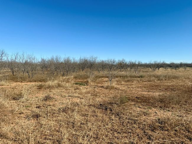 00 W Hwy 158, Home with 0 bedrooms, 0 bathrooms and null parking in Bronte TX | Image 10