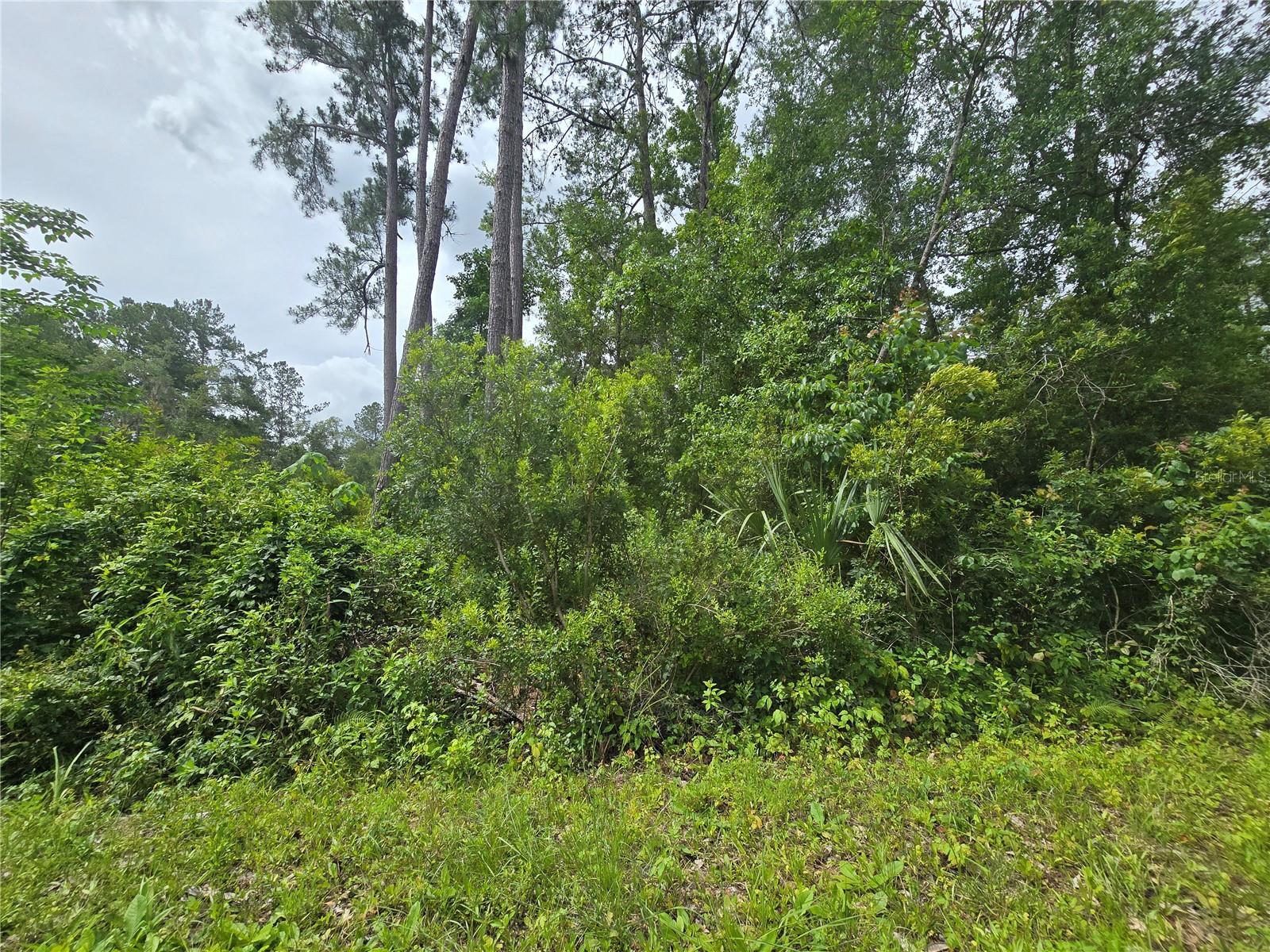 Land in OCKLAWAHA