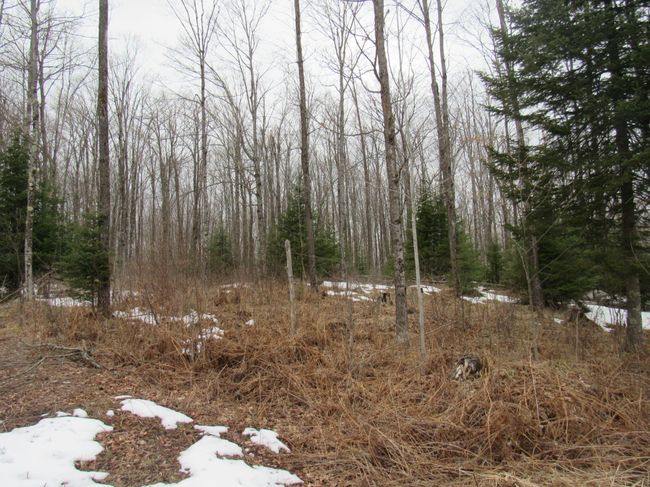 8390 Keith Siding Rd, House other with 4 bedrooms, 2 bathrooms and 3 parking in CRANDON WI | Image 51