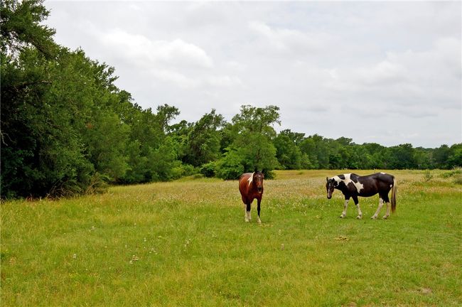 View of yard with a view of rural / pastoral area | Image 15