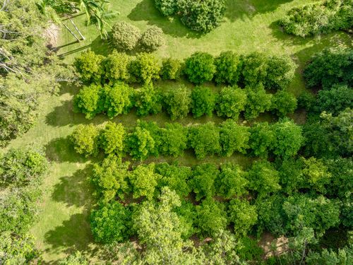 29-509 Chin Chuck Rd, HAKALAU, HI, 96710 | Card Image