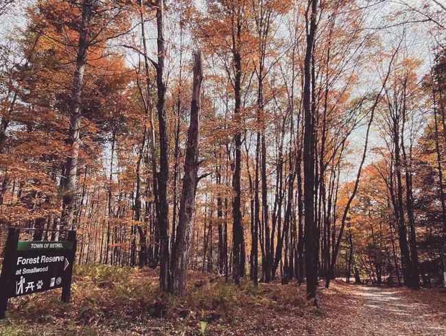 View of local wilderness with a wooded view | Image 15