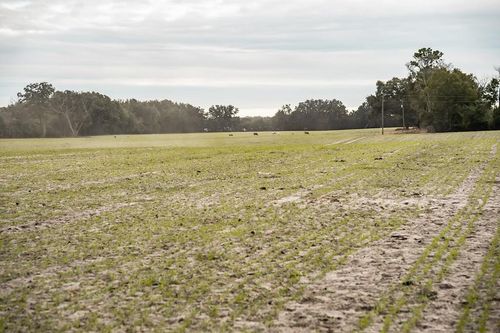 Lot 6 Country Hall Road, Chiefland, FL, 32626 | Card Image