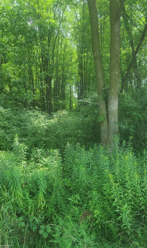 00 Sheridan Rd, Emmett, MI, 48022 | Card Image