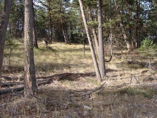8 Whispering Pines Subdivision, Fortine, MT, 59918 | Card Image
