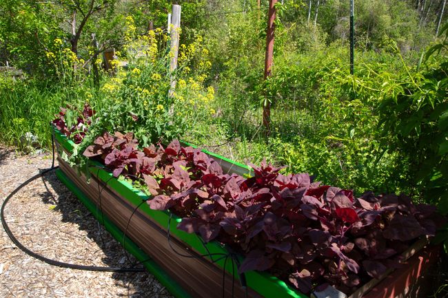 Exterior view of a forest and a vegetable garden | Image 51