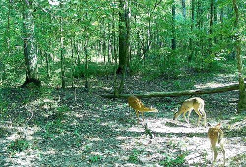 00 Turner Ave, White Hall, AR, 71602 | Card Image