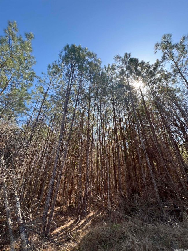 00 Nevada County 175 Road, Home with 0 bedrooms, 0 bathrooms and null parking in Rosston AR | Image 13