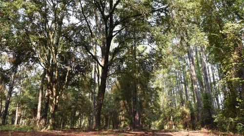 180 Caravelle Farms Rd, Palatka, FL, 32177 | Card Image