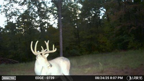 37 Madison 410, Fredericktown, MO, 63645 | Card Image