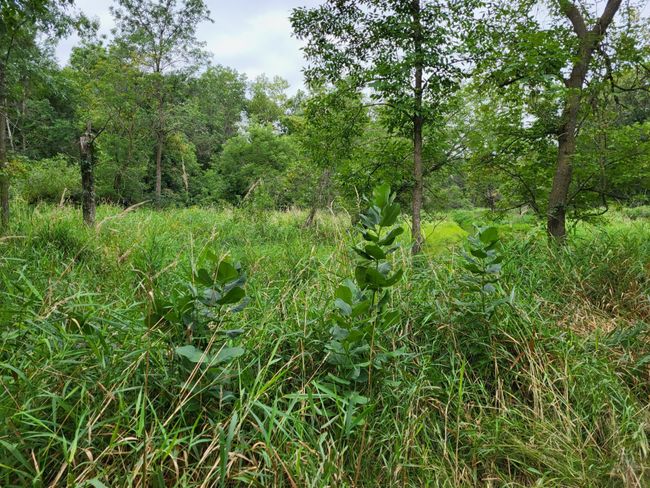 96 acre split 9 .jpg | Image 21