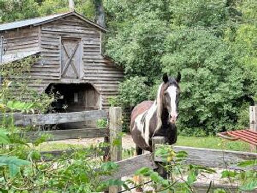 781 Clydeville Ln, Cottageville, SC, 29435-5370 | Card Image