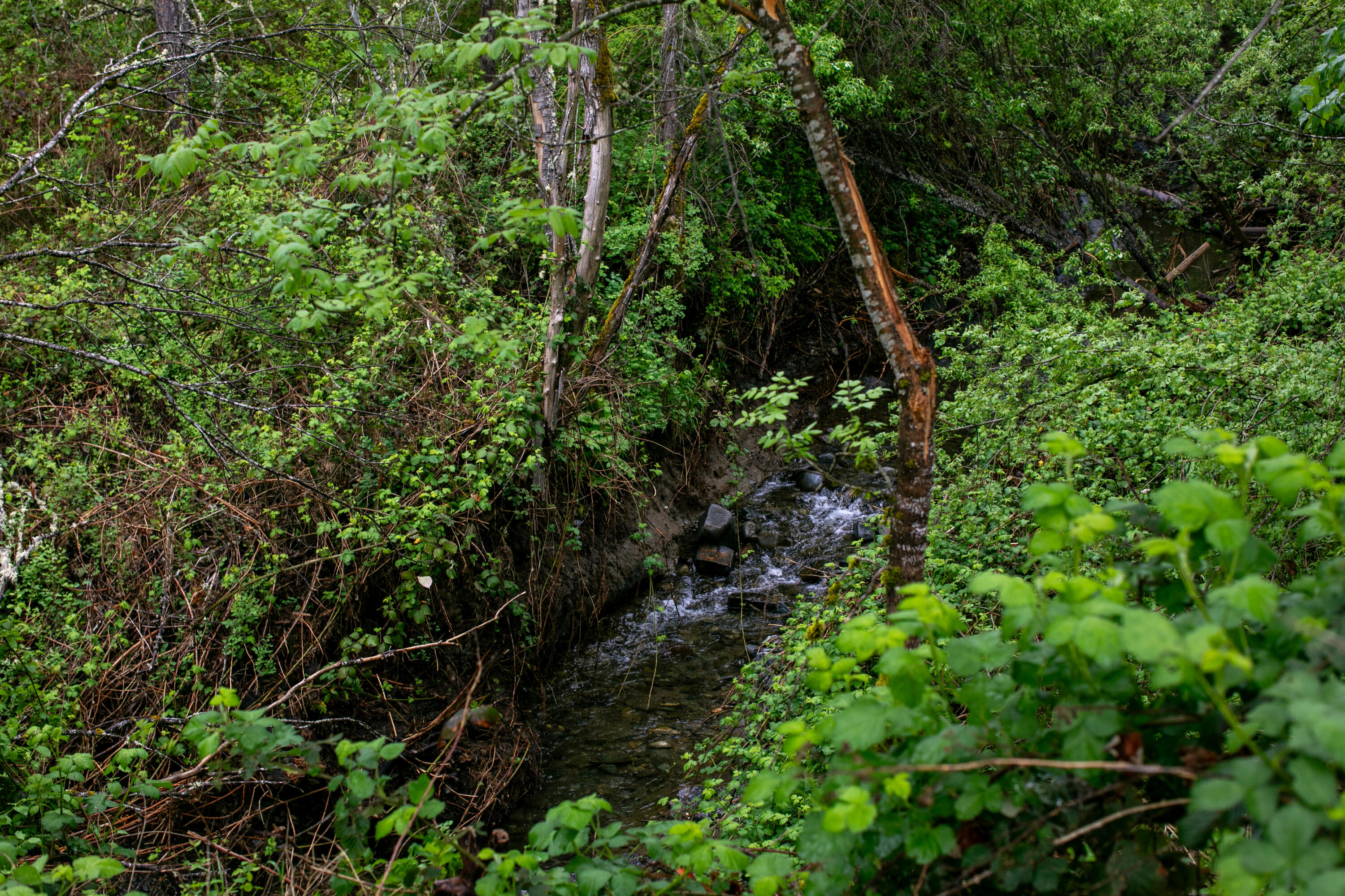 Land in Rogue River 3