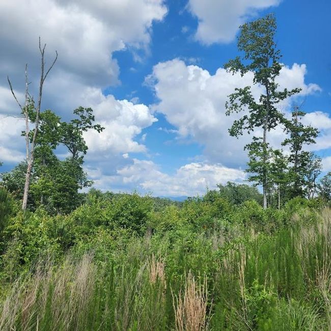 0 Woodstone Trail, Home with 0 bedrooms, 0 bathrooms and null parking in Ellijay GA | Image 12
