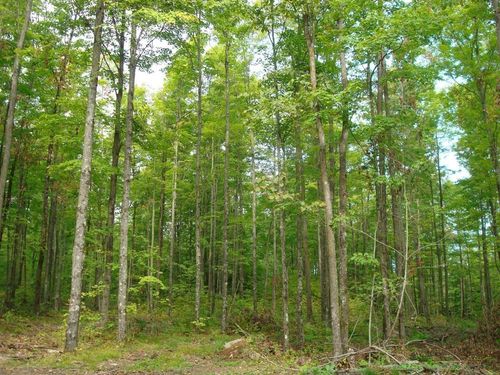 tract-2067-ON Hwy 8, Crandon, WI, 54520 | Card Image