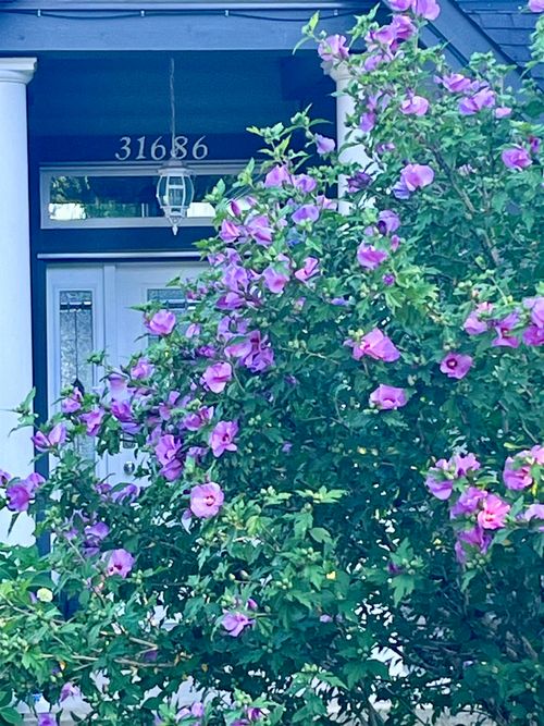 31686 Bench Ave, Mission, BC, V4S1E6 | Card Image