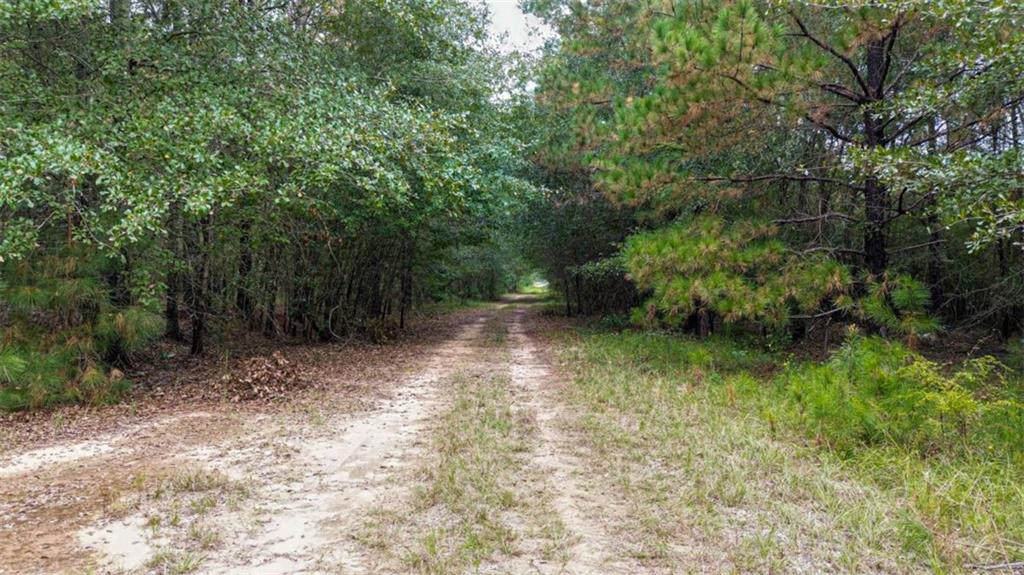 Land in Oglethorpe 3