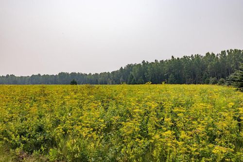 13 Acres Whitetail Lane, TIPLER, WI, 54542 | Card Image