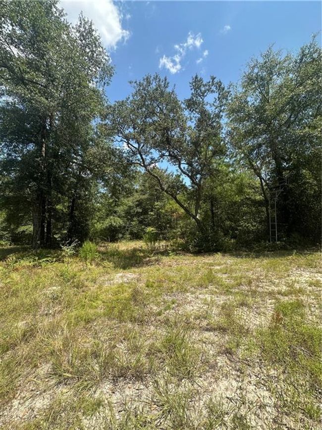 View of local wilderness | Image 6