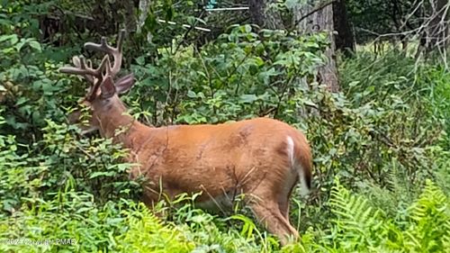 506-505-506 Forest Dr E, Pocono Lake, PA, 18347 | Card Image