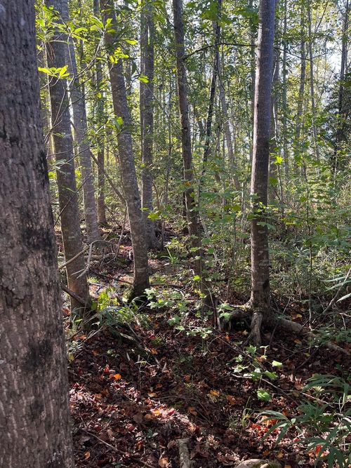 ppf-18-Ppf 18 Payne Pond Road, Westville, SC, 29175 | Card Image