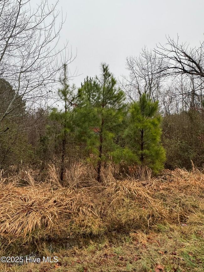 894 Swamp Road, Home with 0 bedrooms, 0 bathrooms and null parking in Pantego NC | Image 7
