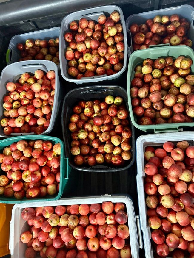 Plentiful harvest from the 22 apple trees | Image 46