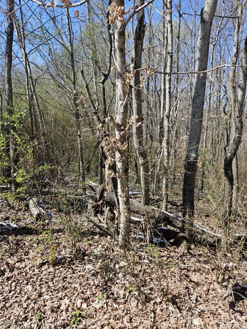 0 Lakeview Dr, Smithville, TN, 37166 | Card Image