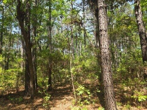 Land in Wadmalaw Island 5