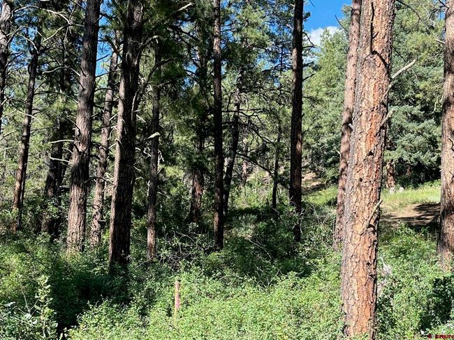 916 Easy St, Home with 0 bedrooms, 0 bathrooms and null parking in Pagosa Springs CO | Image 6