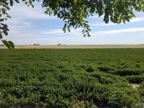 TBD Lower Pleasant Ridge Rd, Wilder, ID, 83676 | Card Image