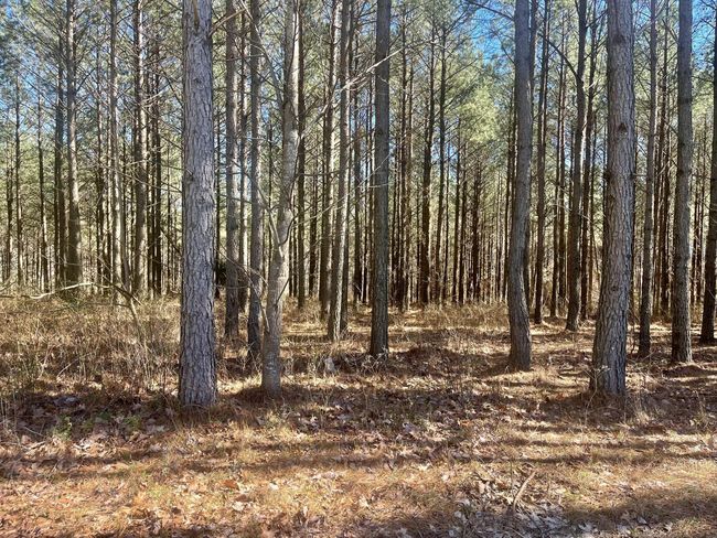 80 High Point Ln, Home with 0 bedrooms, 0 bathrooms and null parking in Jasper TN | Image 132