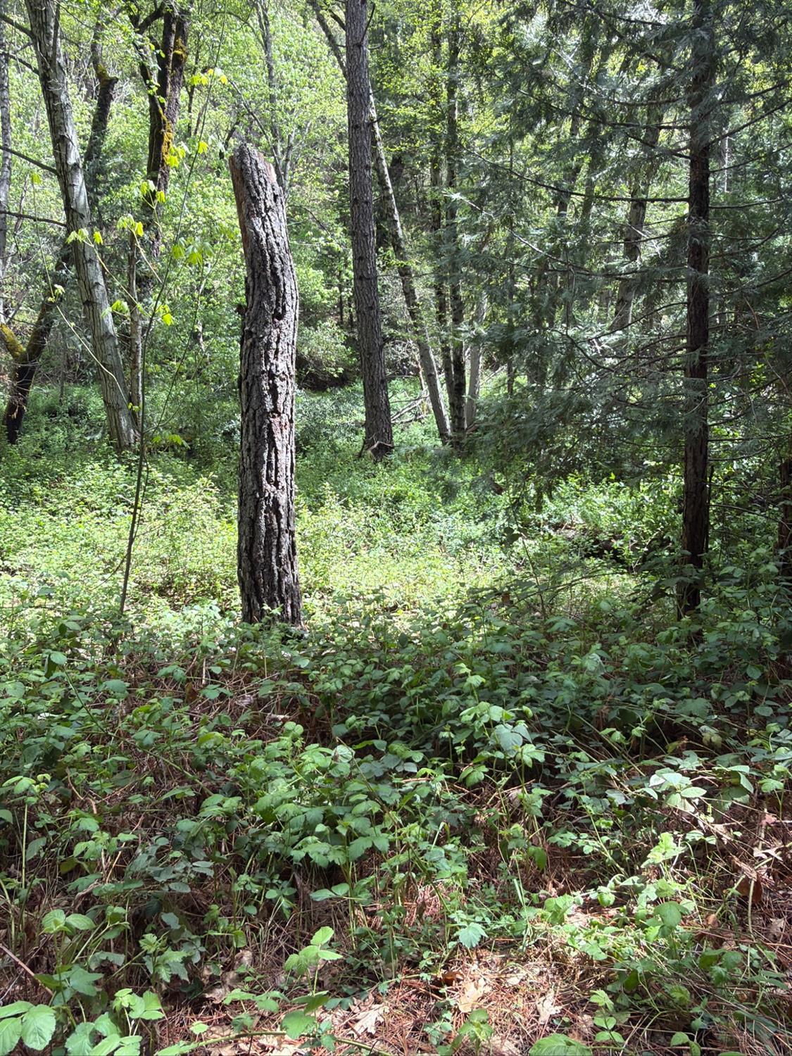 Land in Coulterville 5