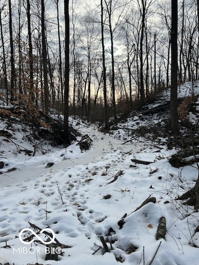 Deer Tracks Galore On Logging Road | Image 11