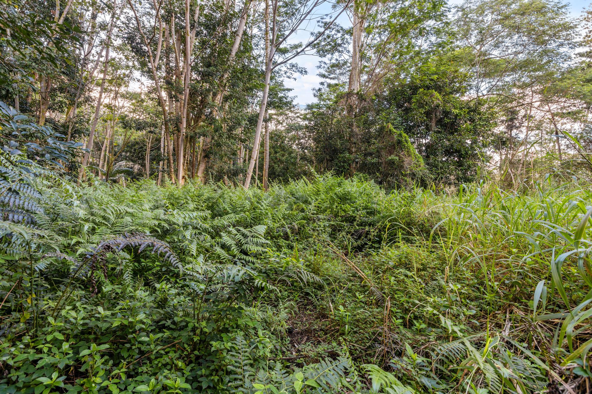 Land in Kurtistown 5