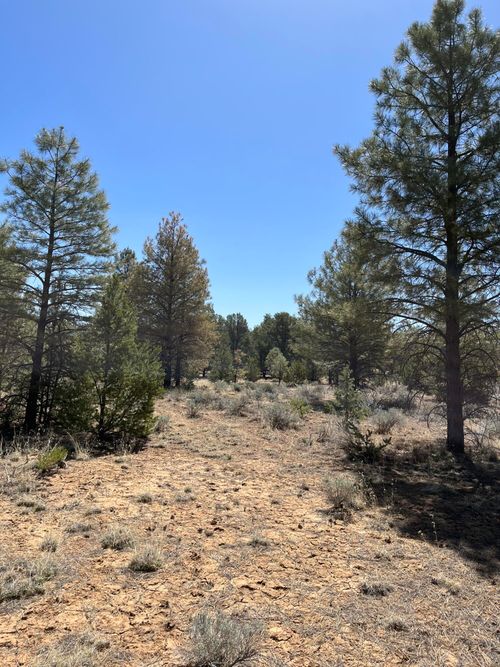 Lot 239 Ranch Drive, Ramah, NM, 87321 | Card Image