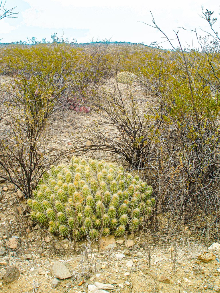 Land in Terlingua 5
