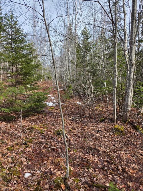 0 lots 3&4 Northfield Road, Marshfield, ME, 04654 | Card Image