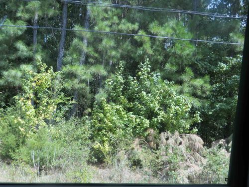 TBD Sweet Gum Rd, Gladewater, TX, 75647 | Card Image