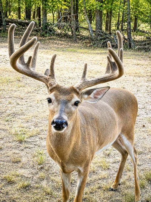 282 Sugartree Cir, Lipan, TX, 76462-4324 | Card Image