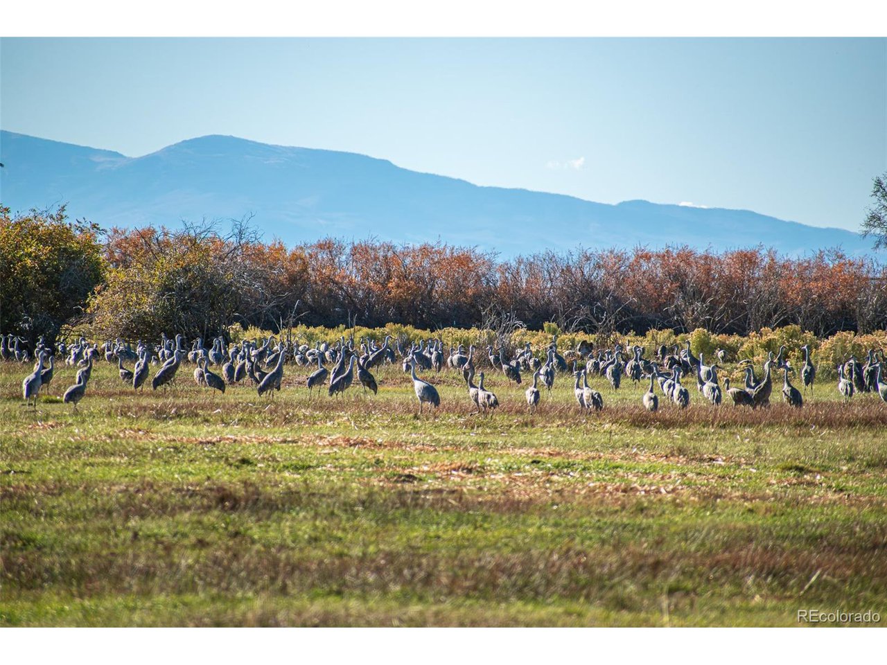 Farm in Blanca 3