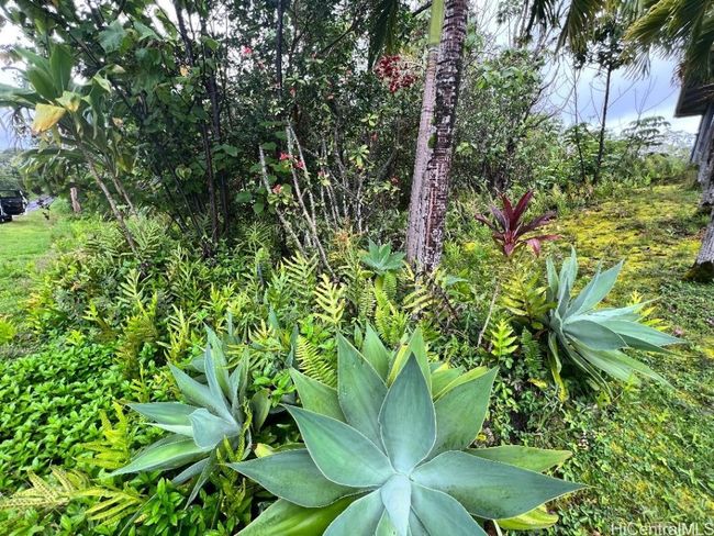 0 Wehelauniu St, Home with 0 bedrooms, 0 bathrooms and null parking in Pahoa HI | Image 9