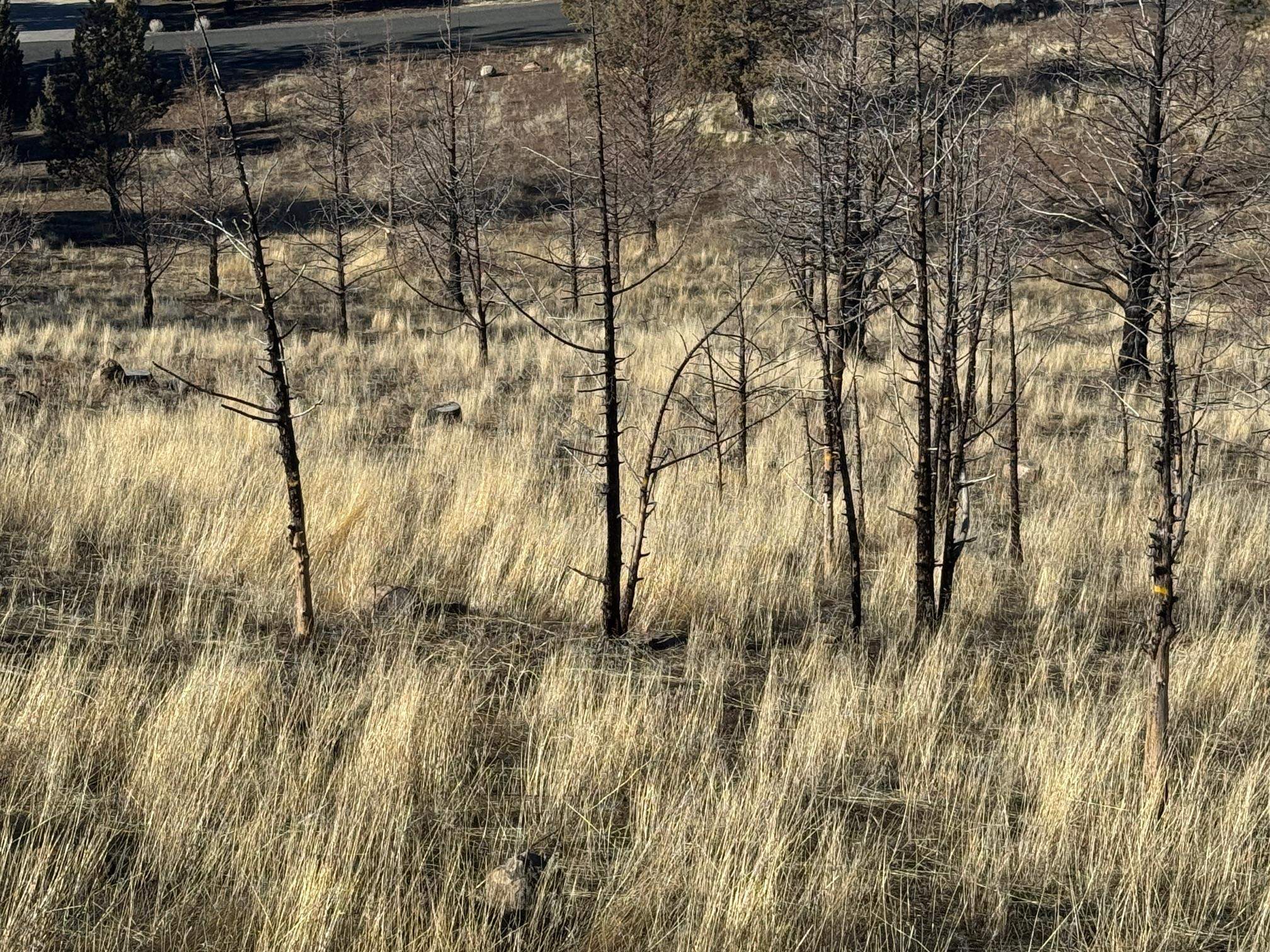 Land in Weed