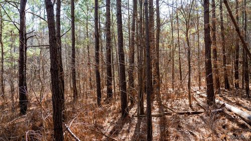 185 Dam Rd, WILSONVILLE, AL, 35186-5525 | Card Image