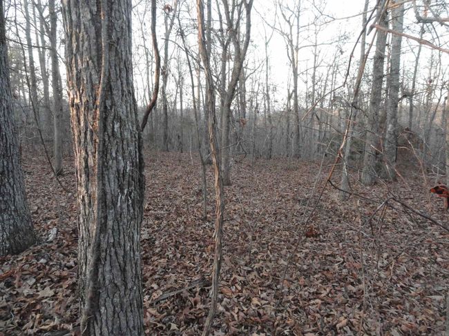 313 Mayapple Rd, Home with 0 bedrooms, 0 bathrooms and null parking in Harriet AR | Image 11
